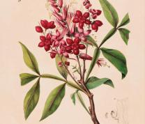 Creative Aging: Botanical Illustration